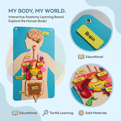Human Body Felt Board Educational Toy