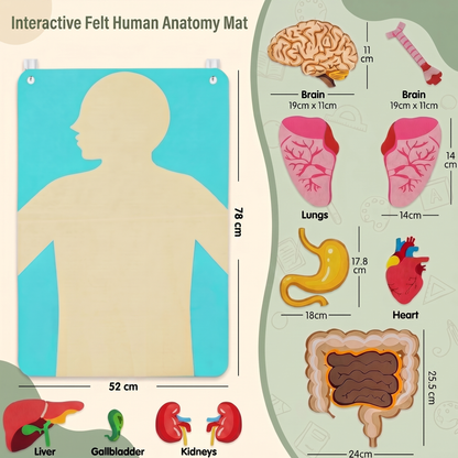Human Body Felt Board Educational Toy